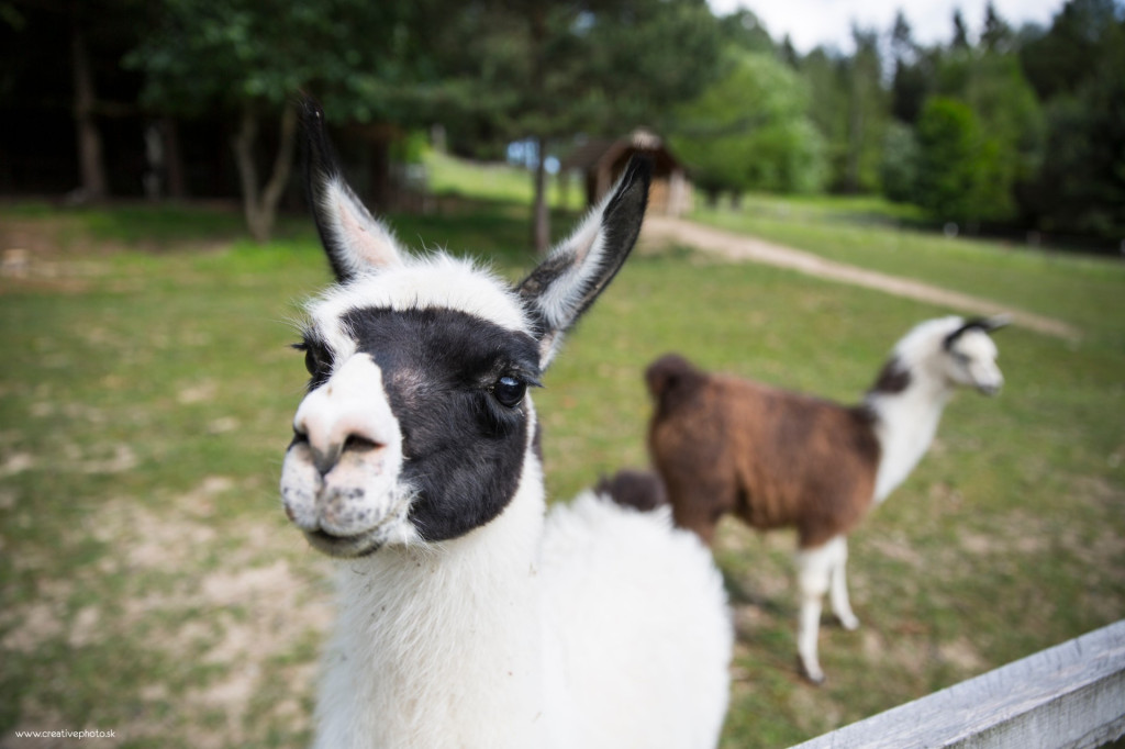 Mini Zoo of the Hotel Čertov