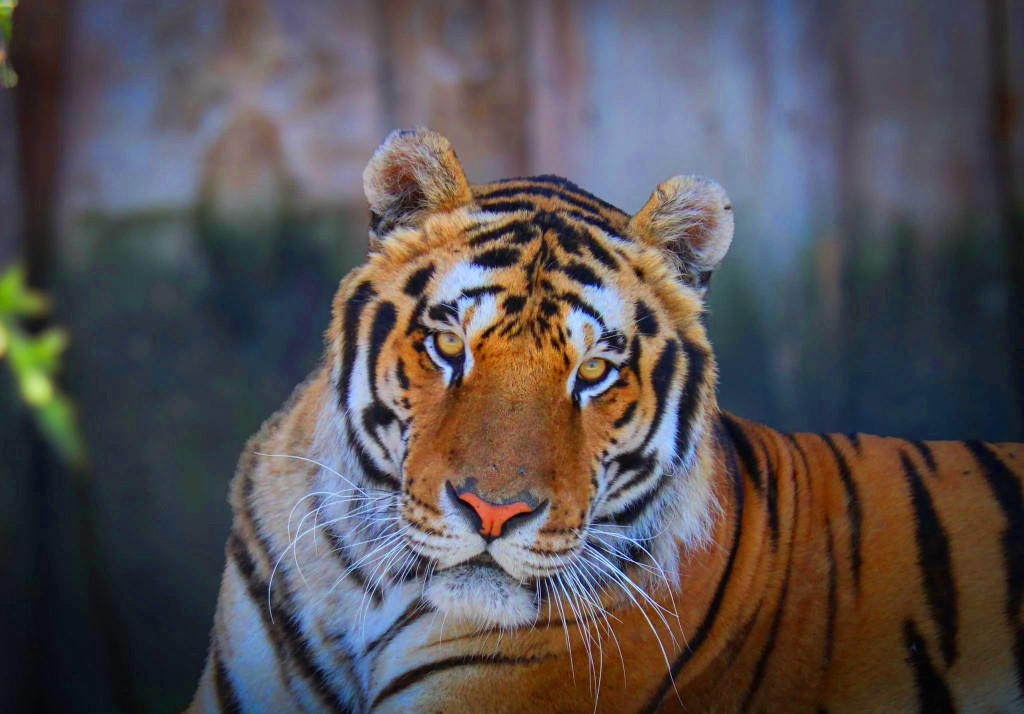 Panthera park