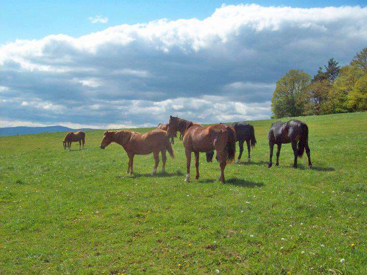 Ranch Bezekov Laz